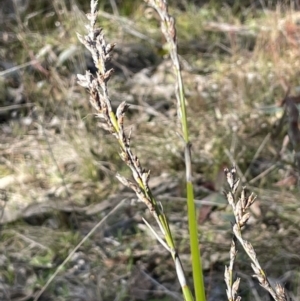 Lepidosperma laterale at Uriarra, NSW - 21 Jul 2023