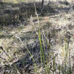 Lepidosperma laterale at Uriarra, NSW - 21 Jul 2023