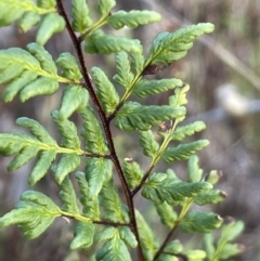 Cheilanthes sieberi subsp. sieberi (Mulga Rock Fern) at Uriarra, NSW - 21 Jul 2023 by JaneR