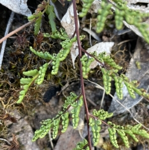 Cheilanthes sieberi subsp. sieberi at Uriarra, NSW - 21 Jul 2023 01:05 PM