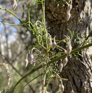 Clematis leptophylla at Uriarra, NSW - 21 Jul 2023 01:23 PM