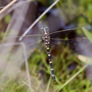 Synthemis eustalacta at Paddys River, ACT - 29 Dec 2022 02:03 PM