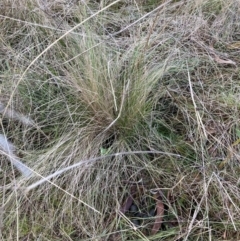 Nassella trichotoma (Serrated Tussock) at Watson, ACT - 21 Jul 2023 by waltraud