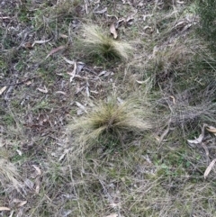 Nassella trichotoma (Serrated Tussock) at Watson, ACT - 21 Jul 2023 by waltraud