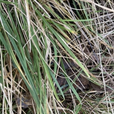 Nassella neesiana (Chilean Needlegrass) at Watson, ACT - 21 Jul 2023 by waltraud