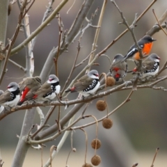 Stagonopleura guttata (Diamond Firetail) at Booth, ACT - 27 Jun 2023 by RodDeb