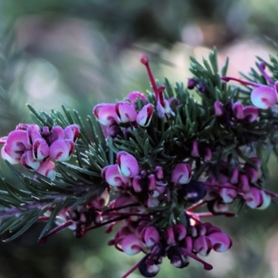 Grevillea lanigera (Woolly Grevillea) at Wodonga, VIC - 22 Jul 2023 by KylieWaldon