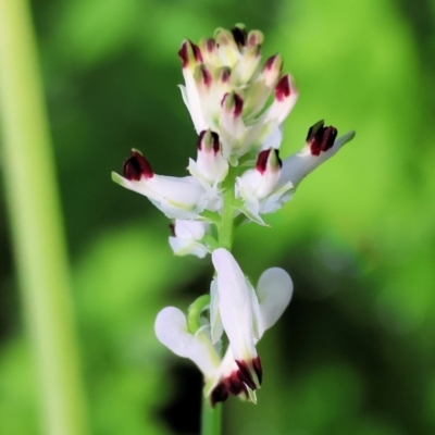 Fumaria capreolata (White Fumitory) at Wodonga, VIC - 22 Jul 2023 by KylieWaldon