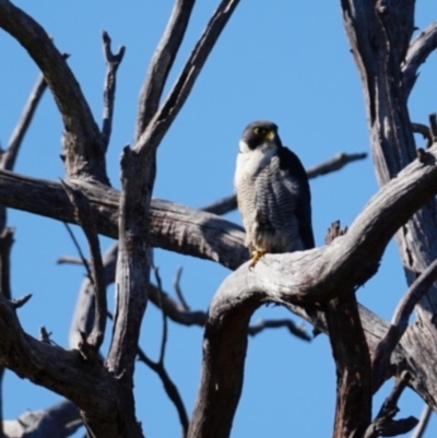 Falco peregrinus (Peregrine Falcon) at Gundaroo, NSW - 22 Jul 2023 by MPennay