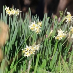 Narcissus jonquilla (Jonquil) at Wodonga, VIC - 22 Jul 2023 by KylieWaldon