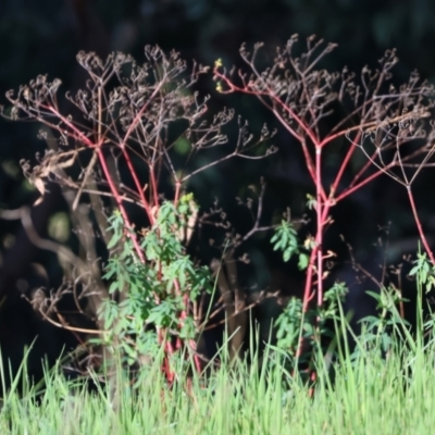 Euphorbia sp. at Wodonga, VIC - 22 Jul 2023 by KylieWaldon