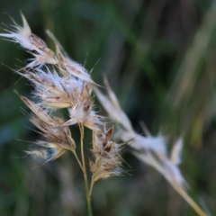 Rytidosperma (genus) (Wallaby Grass) at Wodonga, VIC - 22 Jul 2023 by KylieWaldon