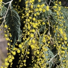 Acacia dealbata subsp. dealbata (Silver Wattle) at Wodonga, VIC - 22 Jul 2023 by KylieWaldon