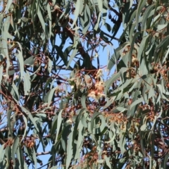 Eucalyptus sideroxylon (Mugga Ironbark) at Wodonga, VIC - 22 Jul 2023 by KylieWaldon
