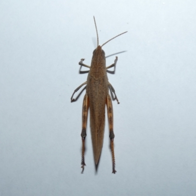 Goniaea opomaloides (Mimetic Gumleaf Grasshopper) at Canberra Central, ACT - 11 Mar 2023 by Birdy