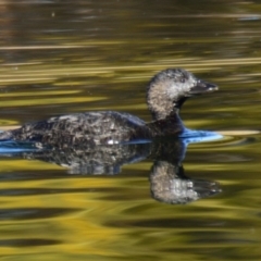 Biziura lobata (Musk Duck) at West Belconnen Pond - 22 Jul 2023 by Thurstan