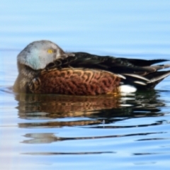 Spatula rhynchotis (Australasian Shoveler) at West Belconnen Pond - 22 Jul 2023 by Thurstan