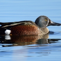 Spatula rhynchotis at Dunlop, ACT - 22 Jul 2023