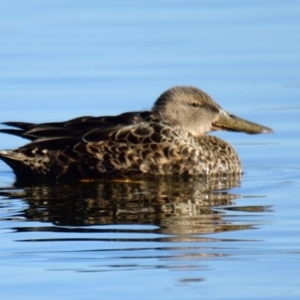 Spatula rhynchotis at Dunlop, ACT - 22 Jul 2023