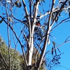 Petroica boodang (Scarlet Robin) at Yaouk, NSW - 11 May 2023 by JARS