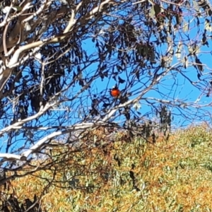 Petroica boodang at Yaouk, NSW - 11 May 2023