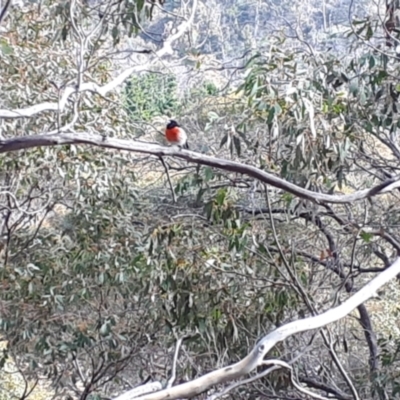 Petroica boodang (Scarlet Robin) at Yaouk, NSW - 5 Jun 2023 by JARS
