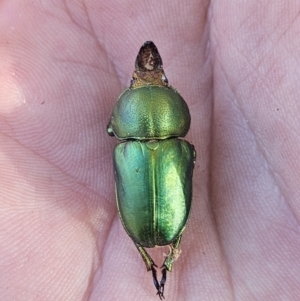 Lamprima aurata at Kambah, ACT - 22 Jul 2023