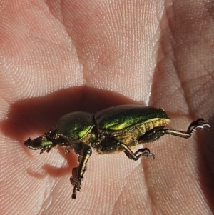 Lamprima aurata at Kambah, ACT - 22 Jul 2023