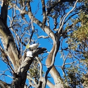 Cacatua galerita at O'Malley, ACT - 22 Jul 2023 02:35 PM