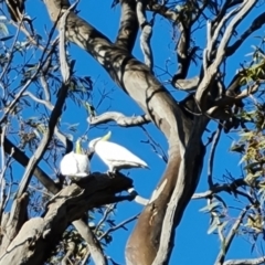 Cacatua galerita at O'Malley, ACT - 22 Jul 2023