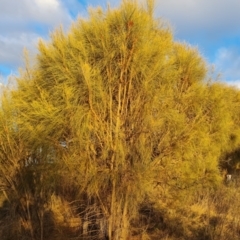 Allocasuarina verticillata (Drooping Sheoak) at Jerrabomberra, ACT - 21 Jul 2023 by Mike