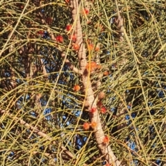 Allocasuarina verticillata at Jerrabomberra, ACT - 21 Jul 2023