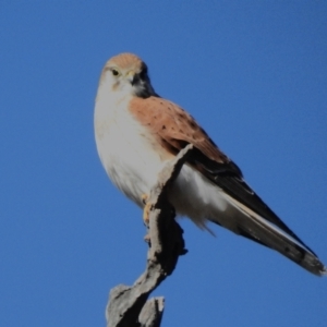 Falco cenchroides at Tuggeranong, ACT - 22 Jul 2023 02:26 PM