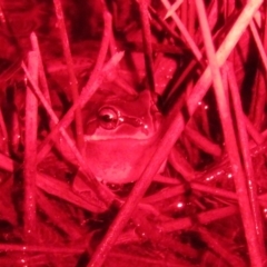 Litoria verreauxii verreauxii (Whistling Tree-frog) at Forde, ACT - 21 Jul 2023 by Christine