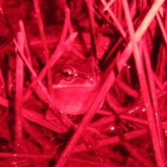 Litoria verreauxii verreauxii (Whistling Tree-frog) at Forde, ACT - 21 Jul 2023 by Christine