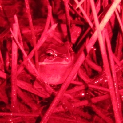 Litoria verreauxii verreauxii (Whistling Tree-frog) at Mulligans Flat - 21 Jul 2023 by Christine