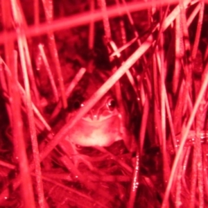 Litoria verreauxii verreauxii at Forde, ACT - 21 Jul 2023