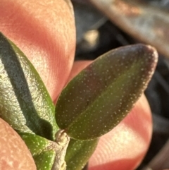 Olea europaea subsp. cuspidata (African Olive) at Spence, ACT - 22 Jul 2023 by lbradley