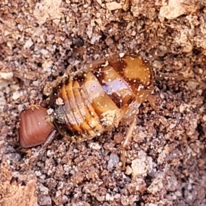 Robshelfordia simplex at Oallen, NSW - 22 Jul 2023 01:04 PM