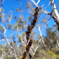 Carex appressa (Tall Sedge) at Oallen, NSW - 22 Jul 2023 by trevorpreston
