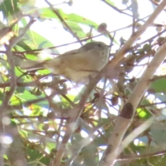 Acanthiza pusilla (Brown Thornbill) at Paddys River, ACT - 22 Jul 2023 by TomW