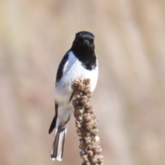 Melanodryas cucullata (Hooded Robin) at Tidbinbilla Nature Reserve - 22 Jul 2023 by BenW