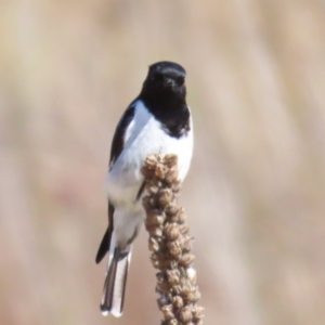 Melanodryas cucullata at Paddys River, ACT - 22 Jul 2023