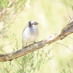 Melanodryas cucullata at Paddys River, ACT - 22 Jul 2023