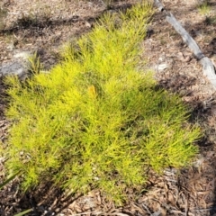 Banksia spinulosa at Oallen, NSW - 22 Jul 2023