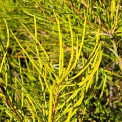 Banksia spinulosa at Oallen, NSW - 22 Jul 2023 12:47 PM