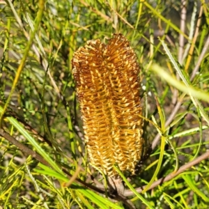 Banksia spinulosa at Oallen, NSW - 22 Jul 2023 12:47 PM