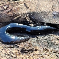 Parakontikia ventrolineata (Stripe-bellied flatworm) at Nadgigomar Nature Reserve - 22 Jul 2023 by trevorpreston
