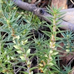 Melichrus urceolatus (Urn Heath) at Oallen, NSW - 22 Jul 2023 by trevorpreston