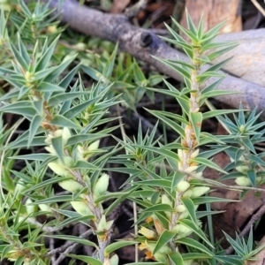 Melichrus urceolatus at Oallen, NSW - 22 Jul 2023